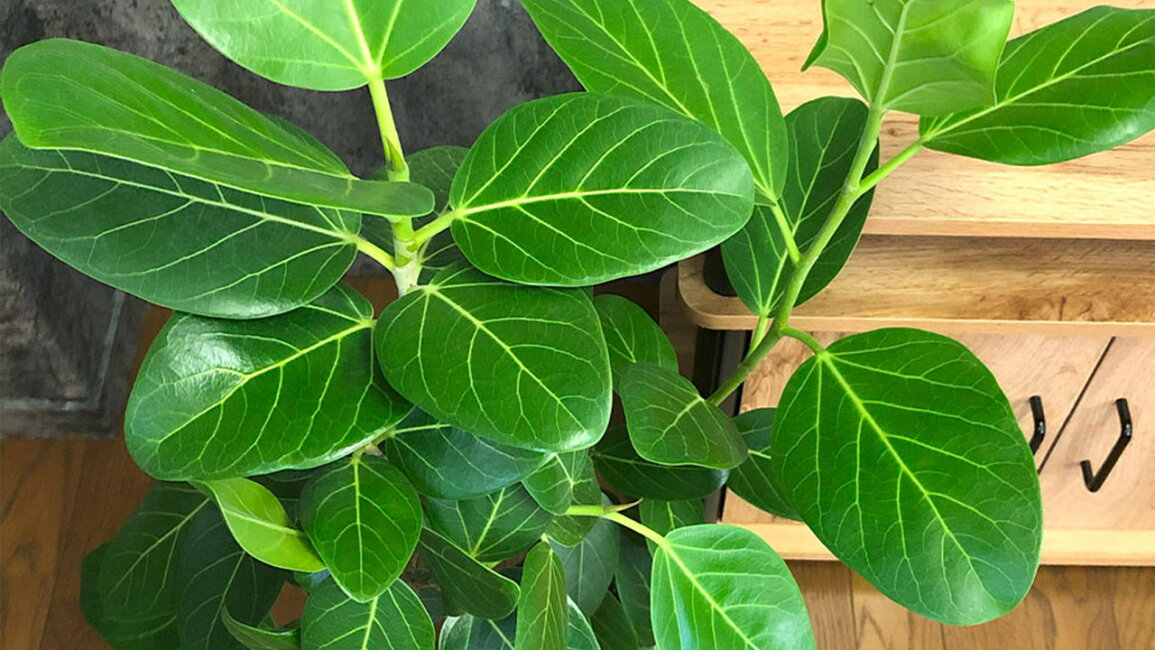 楽天市場 | 岡部グリーン有限会社 - 観葉植物の王様｜フィカス 