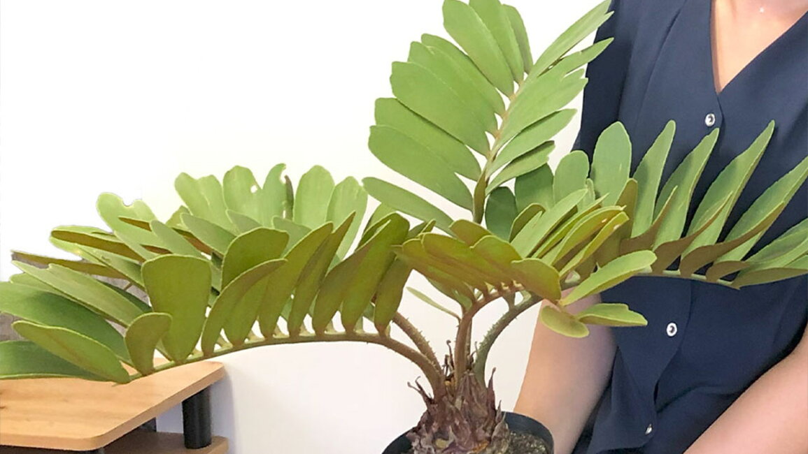 楽天市場 | 岡部グリーン有限会社 - メキシコ原産の珍しい観葉植物 