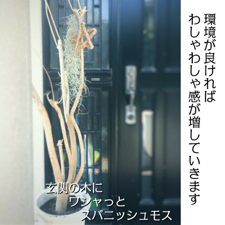 楽天市場】観葉植物 ウスネオイデス スパニッシュモス S 細葉 太葉 エアプランツ チランジア エアープランツ 壁掛け 吊り下げ 人気 父の日 ギフト プレゼント おしゃれ インテリア 送料無料 : 岡部グリーン有限会社