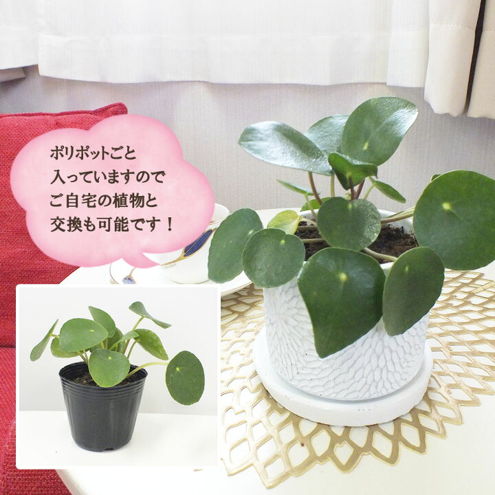 楽天市場 誕生祭10 Offクーポン配布中4 11まで ピレア ペペロミオイデス 白か黒 選べるデザイン筒陶器鉢 ソーサー付 人気 パンケーキプランツ インテリア 可愛い 観葉植物 母の日 ギフト おしゃれ 小さい 贈り物 誕生日 プレゼント 送料無料 岡部グリーン有限会社 楽天市場 誕生祭10 Offクーポン配布中4 11まで ピレア ペペロミオイデス 白か黒 選べるデザイン筒陶器鉢 ソーサー付 人気 パンケーキプランツ インテリア 可愛い 観葉植物 母の日 ギフト おしゃれ 小さい 贈り物 誕生日 プレゼント 送料無料 岡部グリーン有限会社