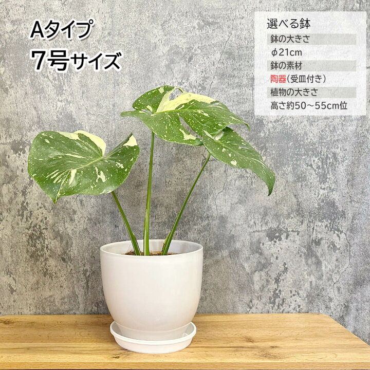楽天市場】観葉植物 大型 モンステラ 斑入り デリシオーサ タイ  