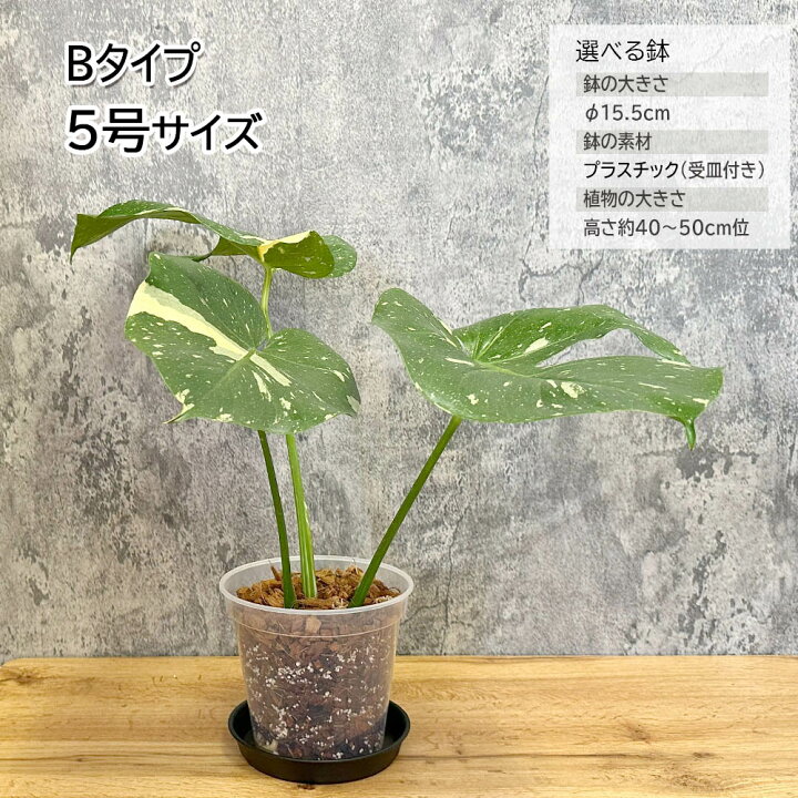 観葉植物 モンステラ マーブル柄 白斑入り 高さ50センチ