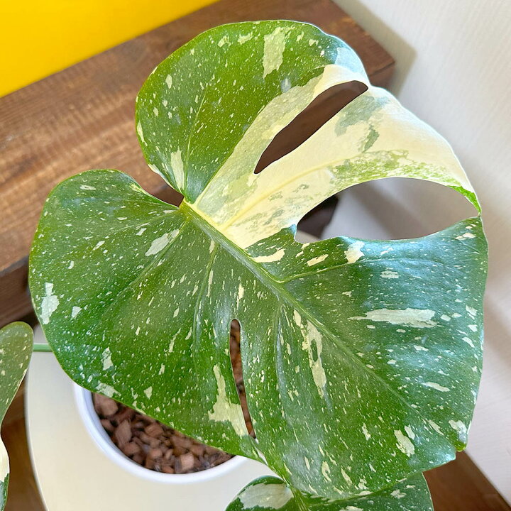 楽天市場】母の日 観葉植物 大型 モンステラ 斑入り デリシオーサ タイ 