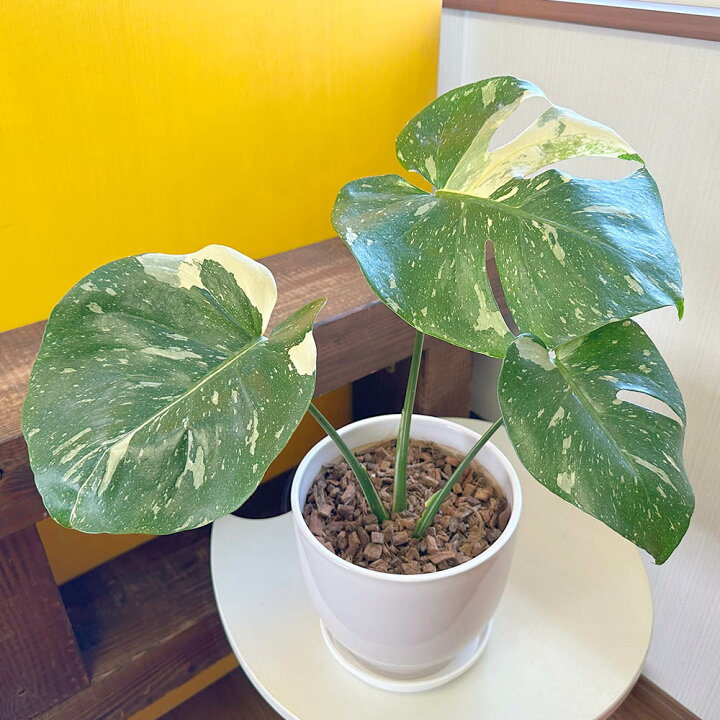 観葉植物 モンステラ マーブル柄 白斑入り 高さ50センチ
