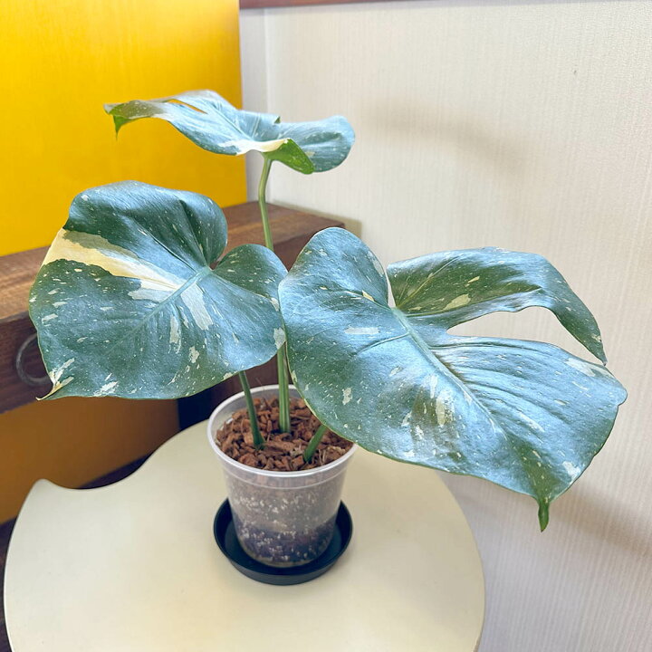 観葉植物 モンステラ マーブル柄 白斑入り 高さ50センチ