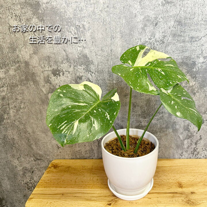 楽天市場】母の日 観葉植物 大型 モンステラ 斑入り デリシオーサ タイ 