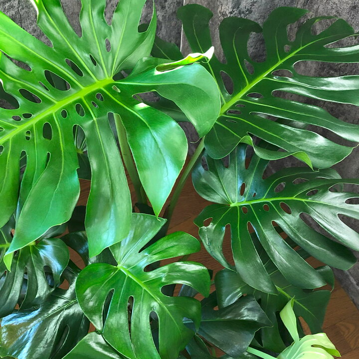 楽天市場】観葉植物 大型 モンステラ 【現品】 選べる樹形 7号 選べる 
