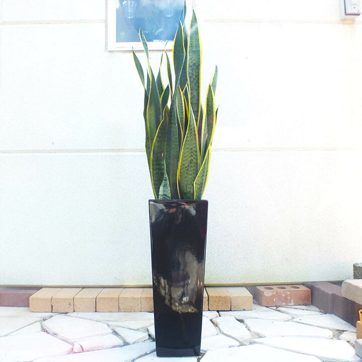 楽天市場 観葉植物 サンスベリア 7号 選べる白黒ロング陶器鉢 受け皿付 お歳暮 お正月 母の日 ギフト おしゃれ 鉢植え お祝い 誕生日 プレゼント 開店祝い 引越祝い 新築祝い インテリア 開業祝 送料無料 ロスフラワー企画 岡部グリーン有限会社 楽天市場 観葉植物 サンスベリア 7号 選べる白黒ロング陶器鉢 受け皿付 お歳暮 お正月 母の日 ギフト おしゃれ 鉢植え お祝い 誕生日 プレゼント 開店祝い 引越祝い 新築祝い インテリア 開業祝 送料無料 ロスフラワー企画 岡部グリーン有限会社