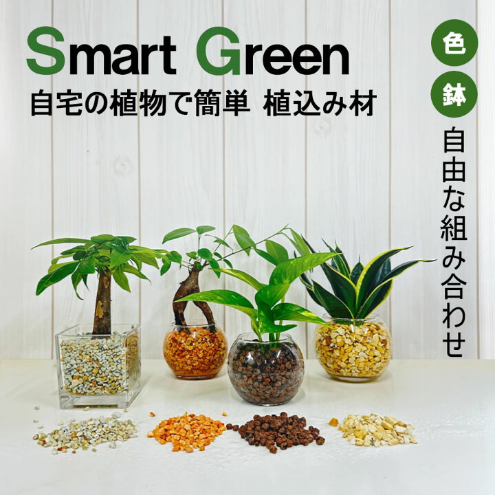 楽天市場】【母の日早割店内全品5％OFF】 観葉植物 土をつかわない 