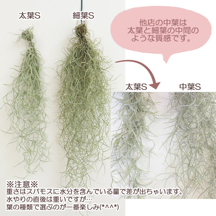 楽天市場】観葉植物 ウスネオイデス スパニッシュモス S 細葉 太葉 エアプランツ チランジア エアープランツ 壁掛け 吊り下げ 人気 父の日 ギフト プレゼント おしゃれ インテリア 送料無料 : 岡部グリーン有限会社