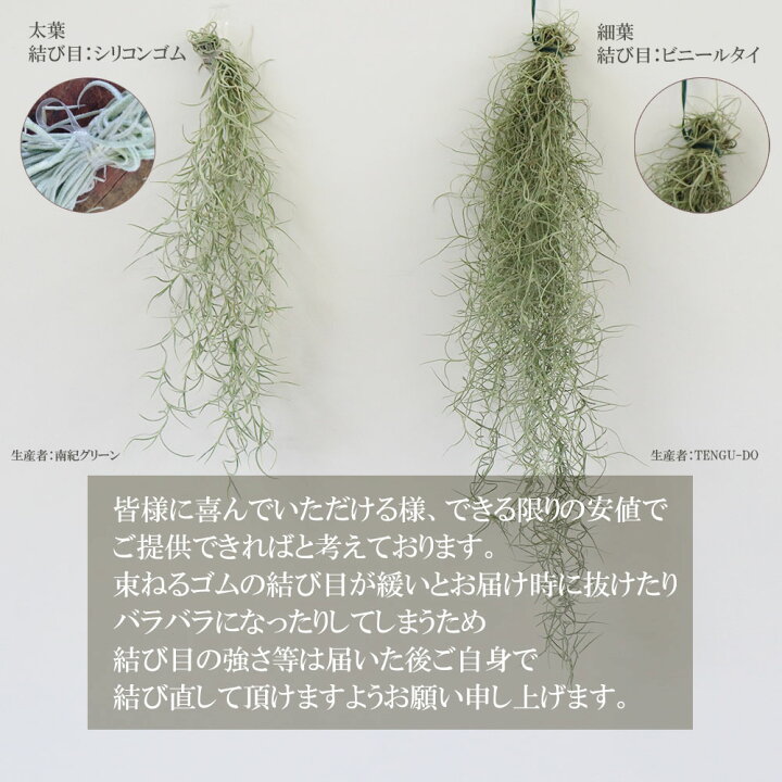 メーカー直売 ウスネオイデス スパニッシュモス エアープランツ Www iwearparts Com