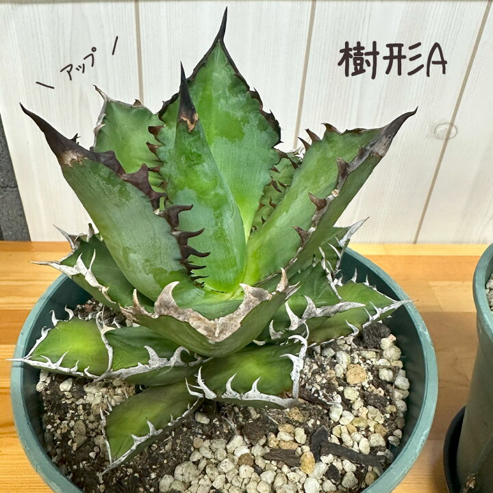 楽天市場】観葉植物 アガベ チタノタ レッド キャットウィーズル 5号 