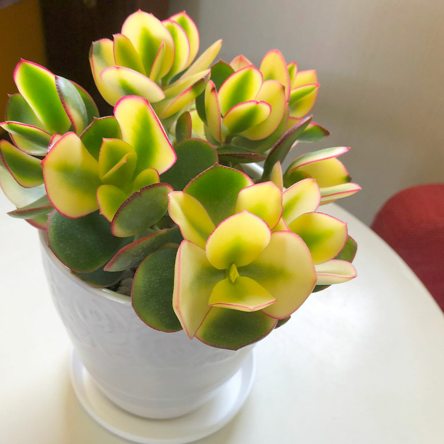 楽天市場 | 岡部グリーン有限会社 - 金のなる木の夏の育て方｜初心者向けの管理ポイント完全解説