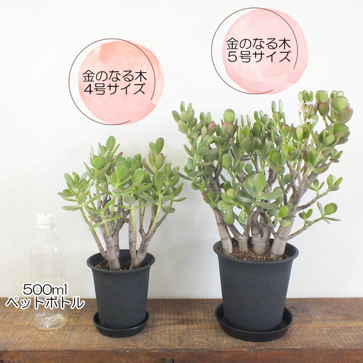 楽天市場】【母の日早割店内全品5％OFF】 観葉植物 金のなる木 5号 黒 