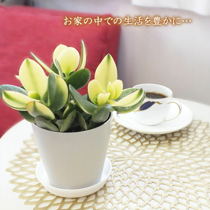 金のなる木 斑入り 黄金花月 成金草 花月 多肉植物 プラスチック鉢 4号 観葉植物 おしゃれ お祝い プレゼント ギフト 風水 種類一覧 鉢植え 父の日 国内最安値