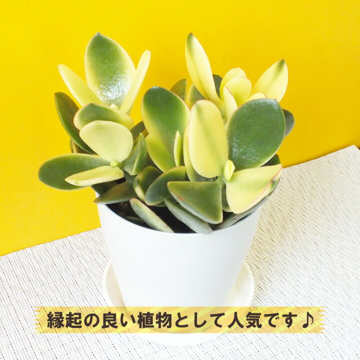 金のなる木 黒プラ鉢 3 5号 ゴールドラメ付 選べる 多肉植物 観葉植物 おしゃれ お祝い プレゼント ギフト 風水 種類一覧 父の日 最大58 オフ 金のなる木 黒プラ鉢 3 5号 ゴールドラメ付 選べる 多肉植物 観葉植物 おしゃれ お祝い プレゼント ギフト 風水 種類一覧 父の日 最大58 オフ