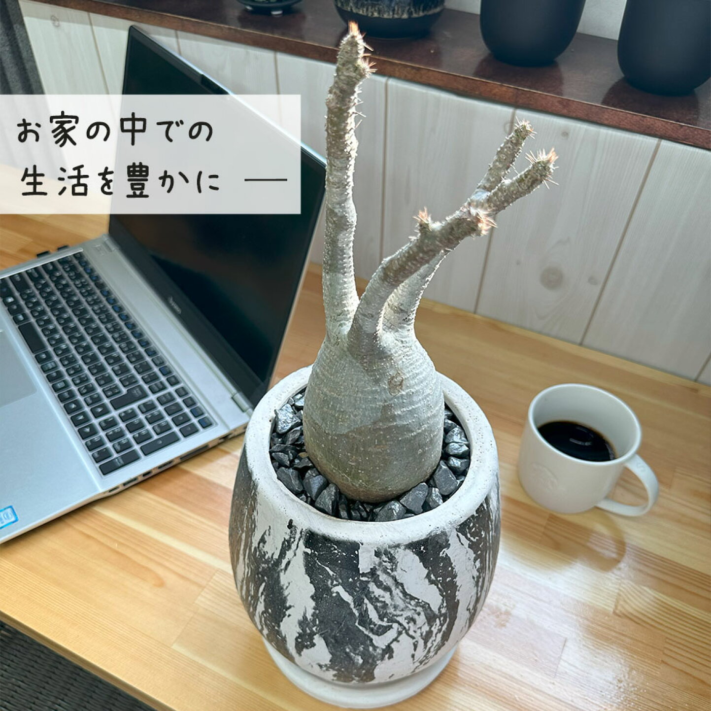 楽天市場 | 岡部グリーン有限会社 - 放っておけない存在感 