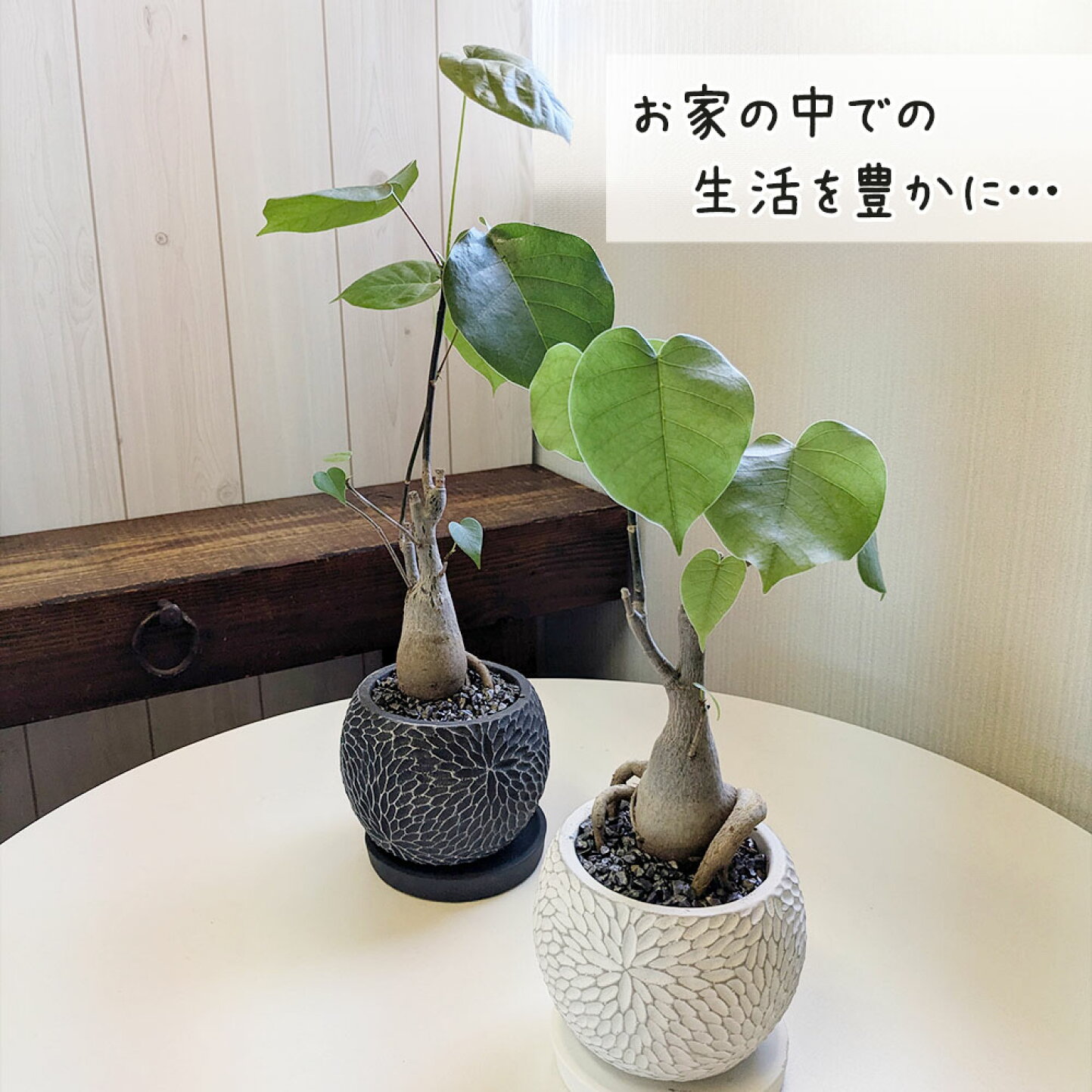 楽天市場 | 岡部グリーン有限会社 - プセウドボンバックスの水やり