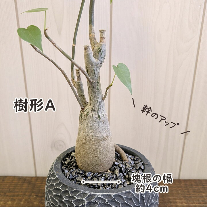 楽天市場】母の日 観葉植物 プセウド ボンバックス エリプティクム 4号 