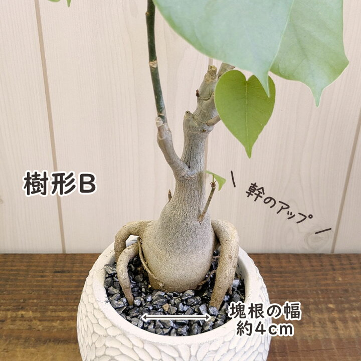 楽天市場】観葉植物 プセウド ボンバックス エリプティクム 4号 選べる 
