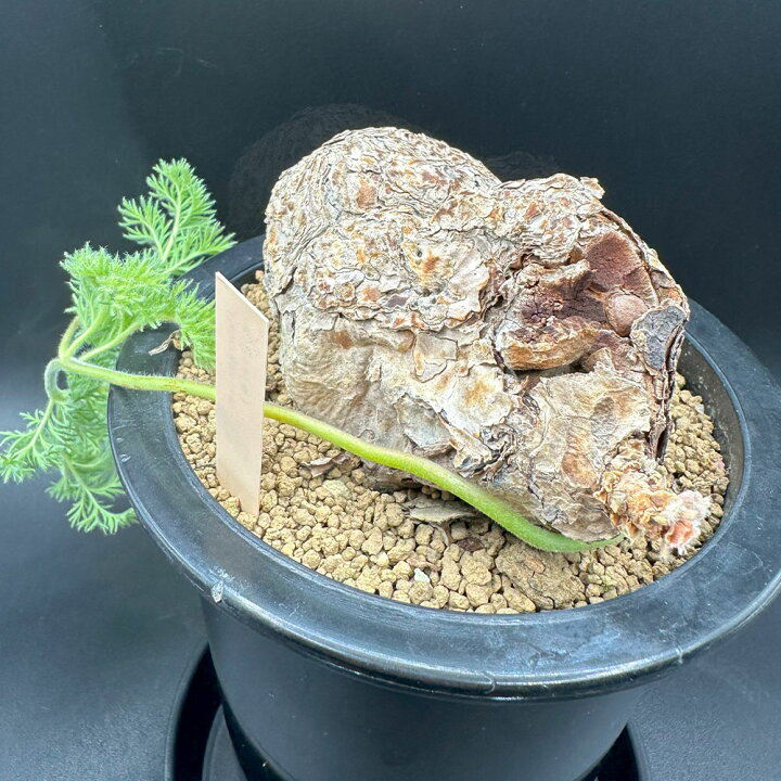 楽天市場】【お得クーポン配布中】 観葉植物 【希少品種 