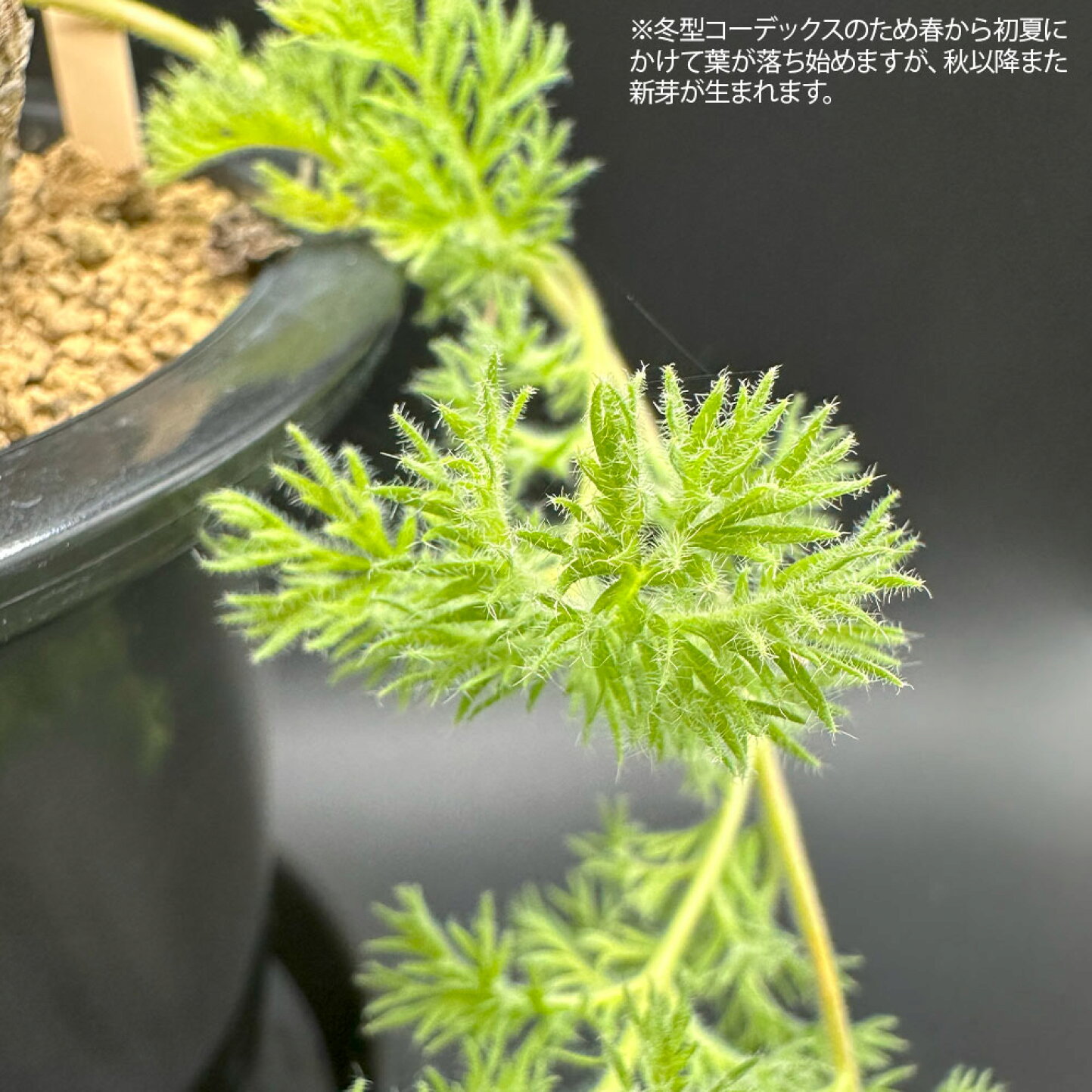 楽天市場 | 岡部グリーン有限会社 - 美しい羽毛のような葉 