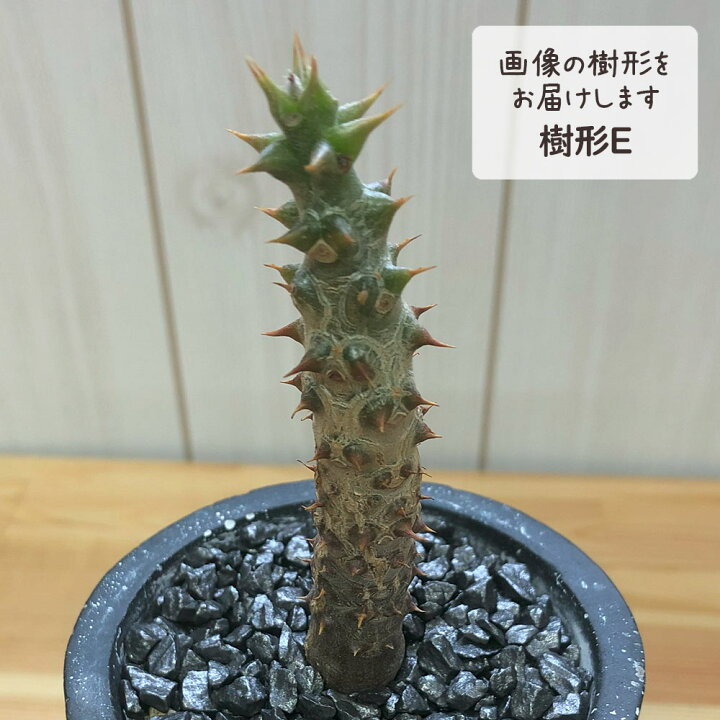 楽天市場】【店内全品ポイント2倍】 母の日 鉢植え ギフト プレゼント 