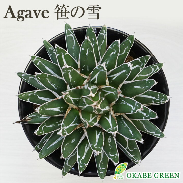 楽天市場】観葉植物 アガベ 笹の雪 6号 【現品】 黒プラスチック鉢  