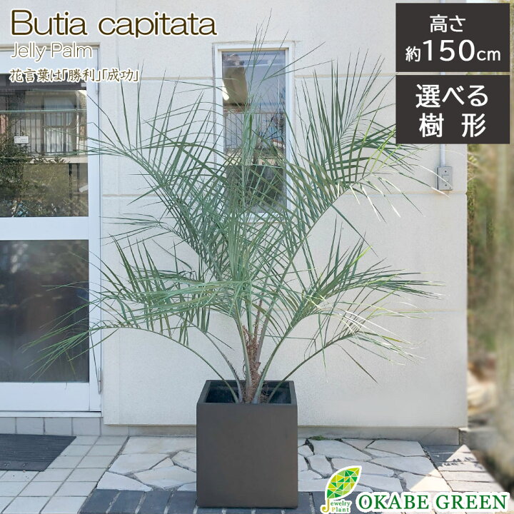 楽天市場】【母の日早割店内全品5％OFF】 観葉植物 大型 屋外 