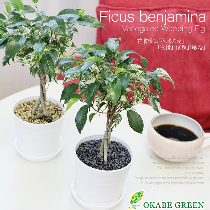 楽天市場】観葉植物 小さい ベンジャミン シルバースター 