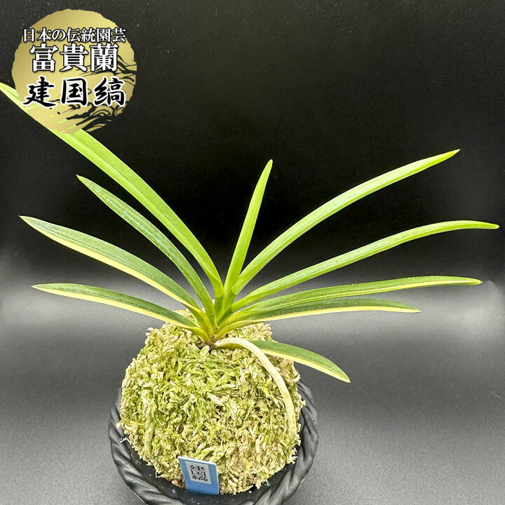 楽天市場】【店内全品ポイント3倍30日まで】 富貴蘭 風蘭 蘭 建国縞  