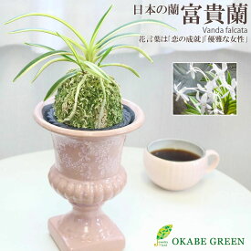 父の日 ギフト プレゼント 富貴蘭 風蘭 蘭 富嶽 2本立 開店祝い 鉢植えピンクトロフィー器 白花 珍しい おしゃれ 小さい 選べる お祝い 誕生日 父の日 ギフト プレゼント 開店祝 新築祝 インテリア フウキラン フウラン 送料無料