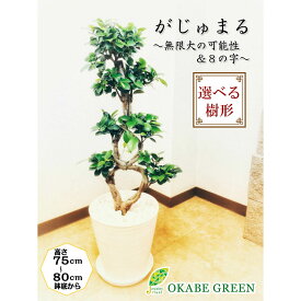 父の日 ギフト プレゼント 観葉植物 ガジュマル フィカス 8の字 8号 白セラアート鉢 多幸の木 縁起物 無限大 幹が曲り 受皿付 大型 開店祝い 鉢植え 人気 お祝い 誕生日 ギフト プレゼント 贈り物 インテリア 送料無料 【ピンク札】