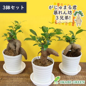 父の日 ギフト プレゼント 観葉植物 【3鉢セット】 ガジュマル フィカ ス ミニ アウトレット 3号 飾り石なし 白セラアート鉢 受皿付 花言葉 多幸の木 がじゅまる ご自宅用 送料無料 [白2]