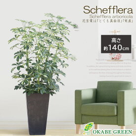 【店内全品P5倍決算セール3/31まで】 観葉植物 シェフレラ ホンコン カポック 斑入り 8号 アートストーンカバー 受皿無し 軽量 樹脂製 ヤドリフカノキ おしゃれ 開店祝い 開店祝い 鉢植え 人気 お祝い 誕生日 母の日 ギフト プレゼント 贈り物 インテリア 送料無料