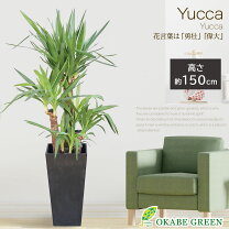 楽天市場】ユッカ 150cmの通販