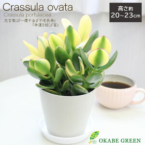 yXSi2w10OFFN[|zzz ϗtA ̂Ȃ  IׂTCY 4 5 Iׂ锫 vX`bN 픫 bsO Mt Ԍ  Ԍ A 