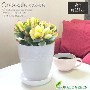 yXSi2w10OFFN[|zzz ϗtA ̂Ȃ  5 K픫 bsO Ԍ  Ԍ A  c c A j a hV M