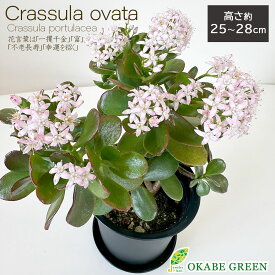 【店内全品P5倍決算セール3/31まで】 観葉植物 金のなる木 4号 黒プラスチック鉢 鉢皿付 成金草 桜花月 多肉植物 小さいおしゃれ 鉢植え お祝い 誕生日 母の日 ギフト プレゼント 開店祝 引越祝 新築祝 インテリア 送料無料