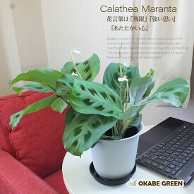 楽天市場 ギフト 種類 植物 カラテア マコヤナ 花 観葉植物 花 ガーデン Diy の通販