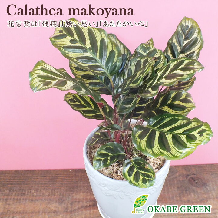 楽天市場 カラテア マコヤナ 素敵な白薔薇陶器 ５号 水苔で植えてます 受皿付き 和名 ゴシキヤバネショウ 観葉植物 おしゃれ 小さい 鉢植え お祝い 誕生日 父の日 ギフト プレゼント 開店祝い 引越祝いインテリア ディスプレイ 送料無料 ロスフラワー企画 岡部