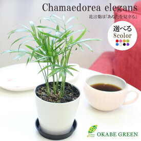 【店内全品P5倍決算セール3/31まで】 観葉植物 テーブルヤシ ミニ カラープラスチック鉢 3.5号 黒受皿付 おしゃれ 開店祝い 鉢植え 人気 お祝い 誕生日 母の日 ギフト プレゼント 贈り物 インテリア 送料無料