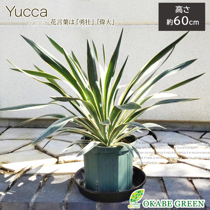 楽天市場】【お得クーポン配布中】 観葉植物 大型 ユッカ グロリオサ  