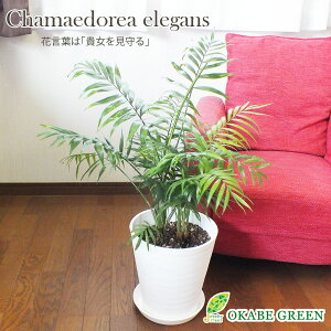 観葉植物 テーブル ヤシの人気商品 通販 価格比較 価格 Com