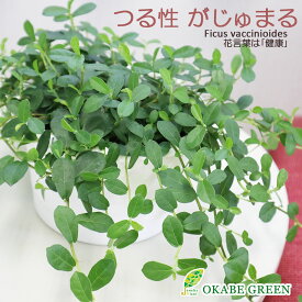 【マラソン限定クーポン配布中】 母の日 ギフト プレゼント 観葉植物 フィカス シャングリラ つる性 ガジュマル 5号 吊り棒付 白プラ鉢 取り外し可能 鉢植え おしゃれ 花言葉 多幸の木 がじゅまる 開店祝い 新築祝い お祝い 送料無料