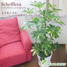 楽天市場 観葉植物 ホンコンカポック 風水の通販