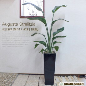 楽天市場 ストレリチア オーガスタ 花言葉の通販