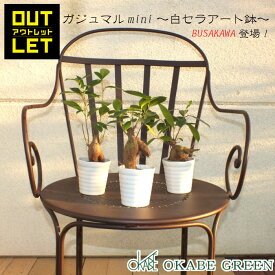 父の日 ギフト プレゼント 観葉植物 ガジュマル フィカス 小さい 3号 鉢植え アウトレット 【361円OFF】 白セラアート鉢 受皿付き おしゃれ 花言葉 多幸の木 がじゅまる ご自宅用 送料無料 [白2]