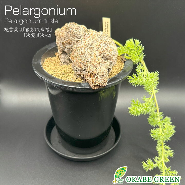 楽天市場】母の日 観葉植物 【希少品種】 ペラルゴニウム トリステ 