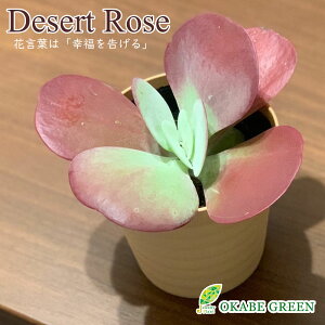 多肉植物 誕生日プレゼント 観葉植物の人気商品 通販 価格比較 価格 Com